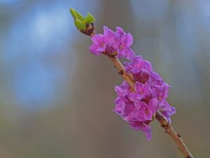 daphne