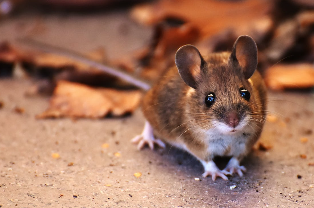 rodent